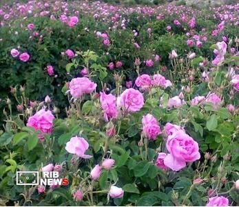پیام آذری