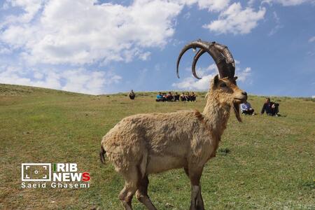 پیام آذری