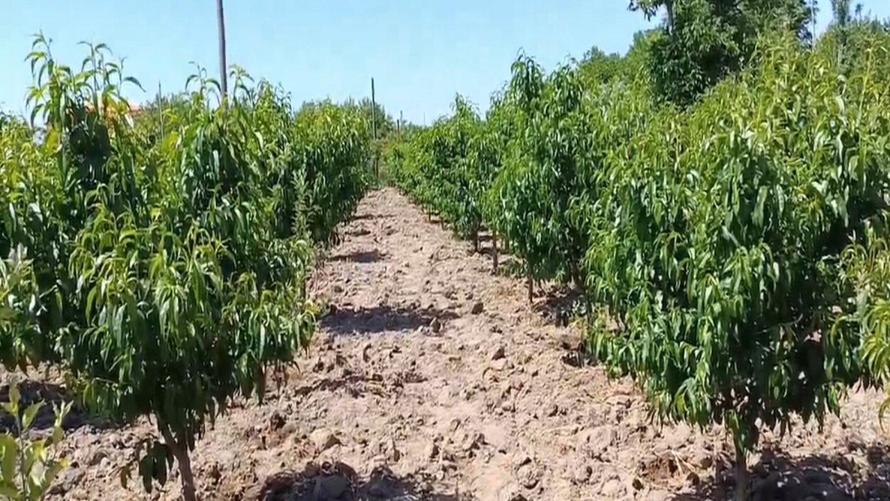 بهره برداری از طرح یک هکتاری آبیاری قطره‌ای در مراغه