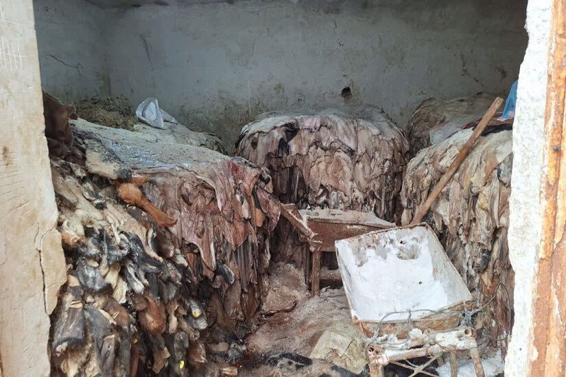 کشف انبار گوشت‌ِ فاسد در اردبیل