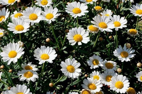 احداث نهالستان تخصصی گیاهان دارویی در اردبیل