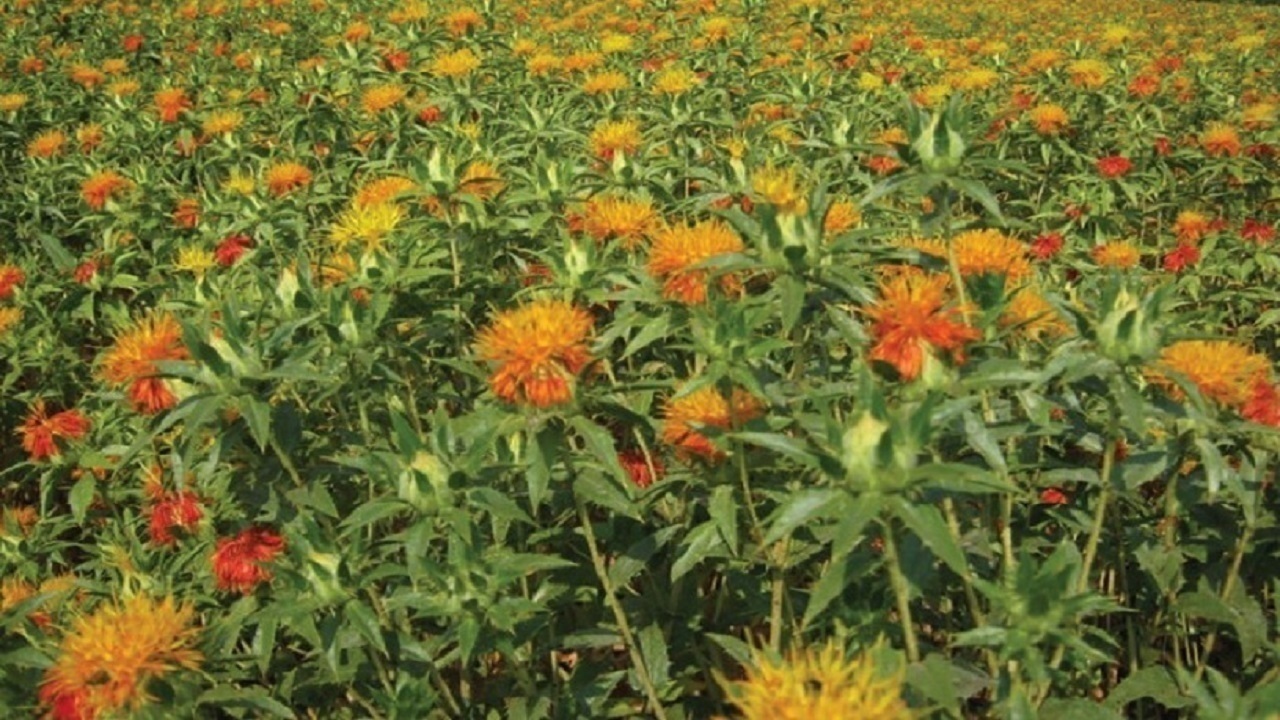 پیام آذری