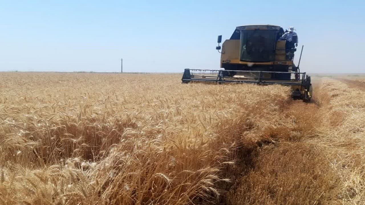 پیش‌بینی برداشت ۱۹۰ هزار تن جو از اراضی آذربایجان‌شرقی
