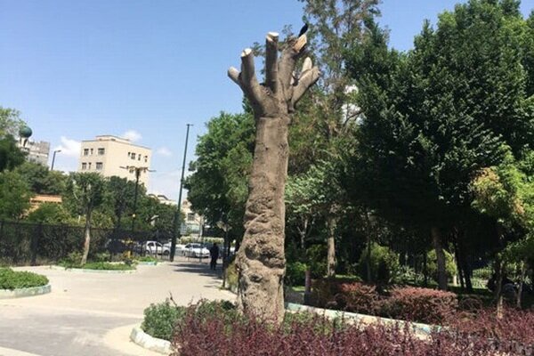 شناسایی گونه‌های بومی باغ گلستان؛گامی برای توسعه فضای سبز پایدار تبریز