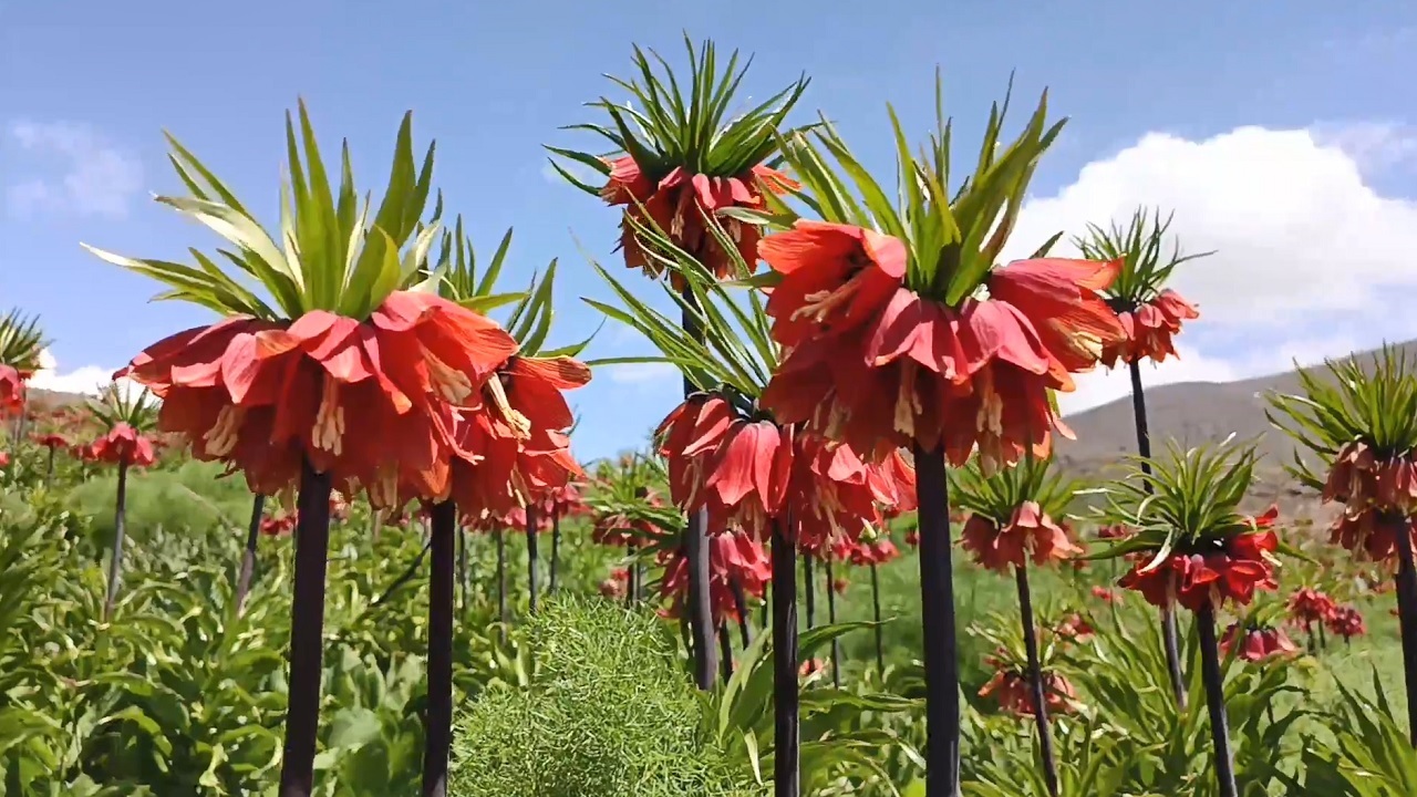 پیام آذری