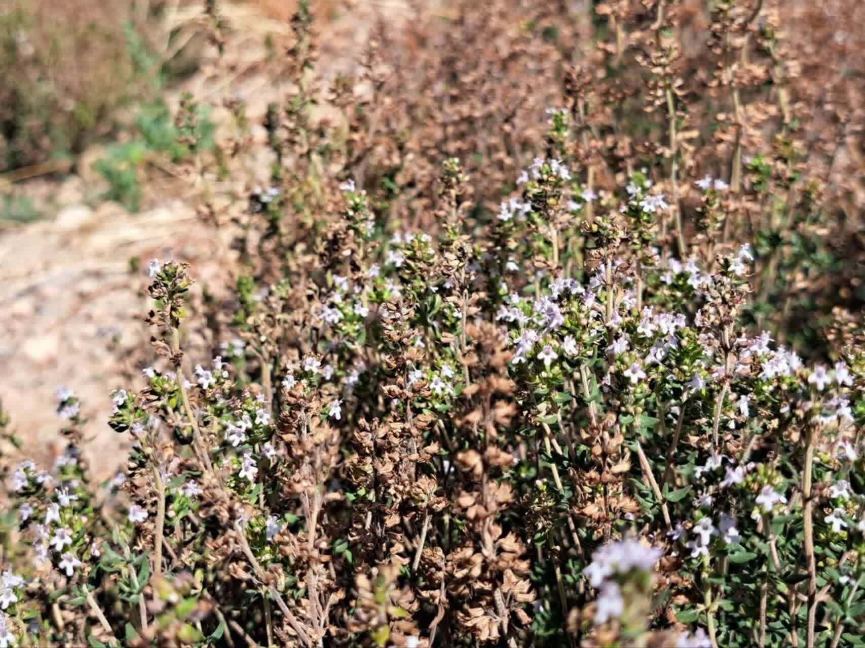 پیام آذری