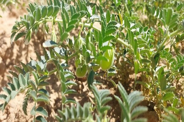 پیام آذری