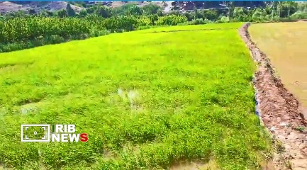 کشت ۴۰۰ هکتار برنج در شهرستان هوراند