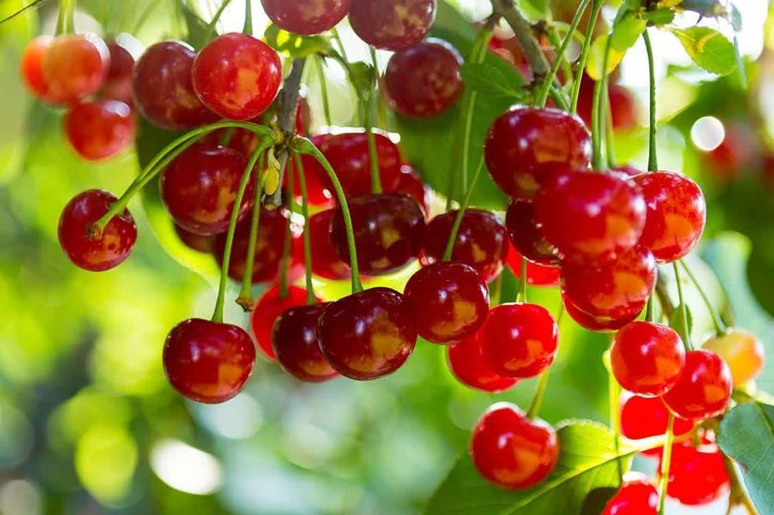 پیام آذری