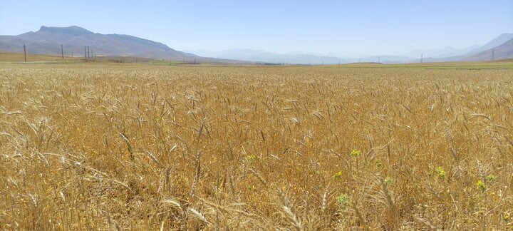 خرید تضمینی مباشرتی گندم در آذربایجان‌غربی از مرز ۵۰۰۰ تن گذشت