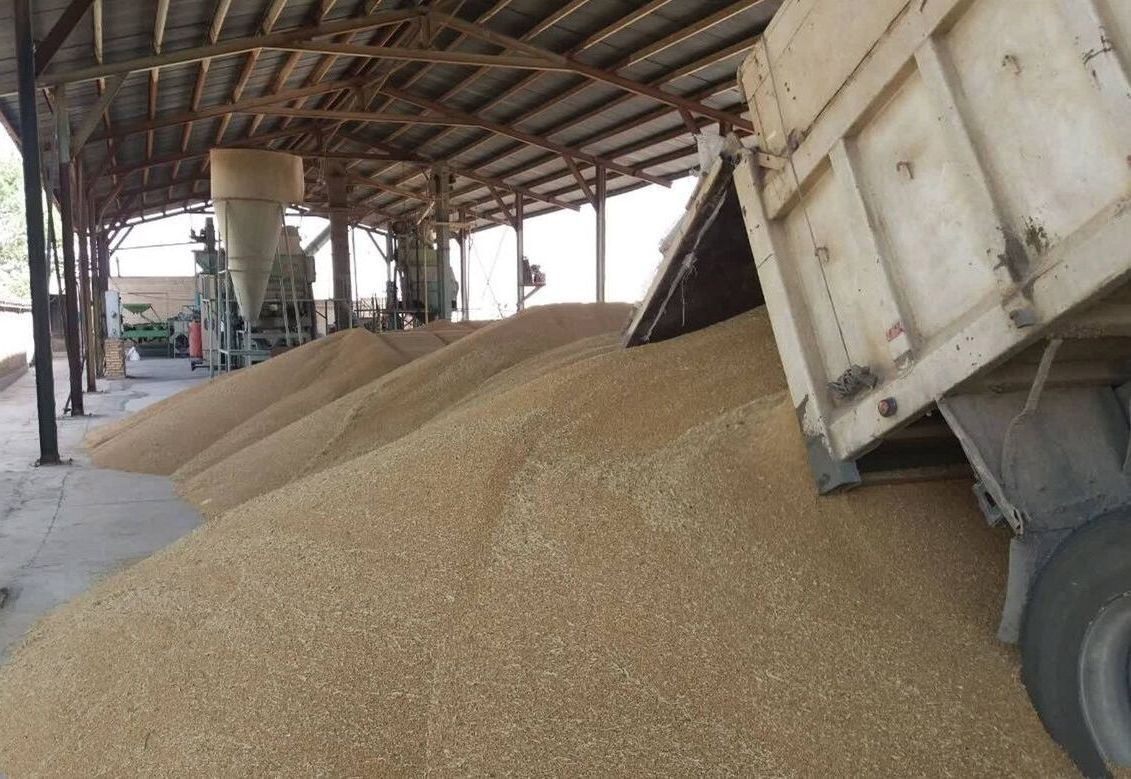 خریداری بیش از ۲۲۰هزار تن گندم در استان اردبیل