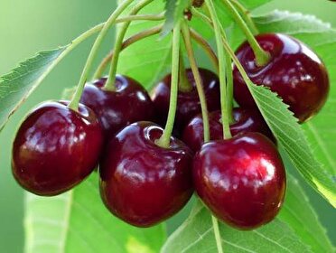 صادرات ۸۰ درصد گیلاس اشنویه آذربایجان غربی به کشور‌های اوراسیایی