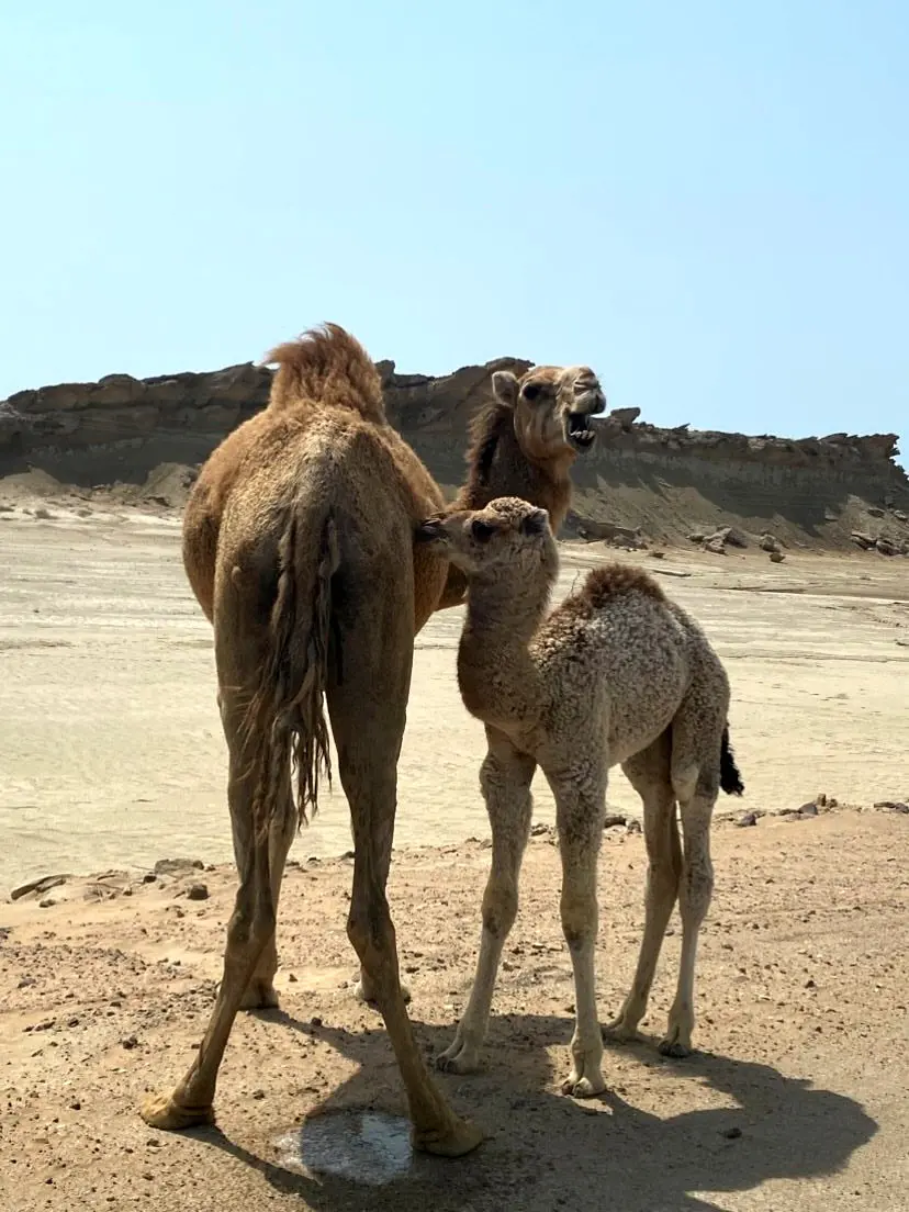 پیام آذری
