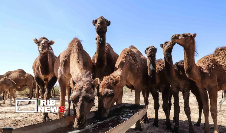 رونق مناطق بیابانی آذربایجان شرقی با پرورش شتر