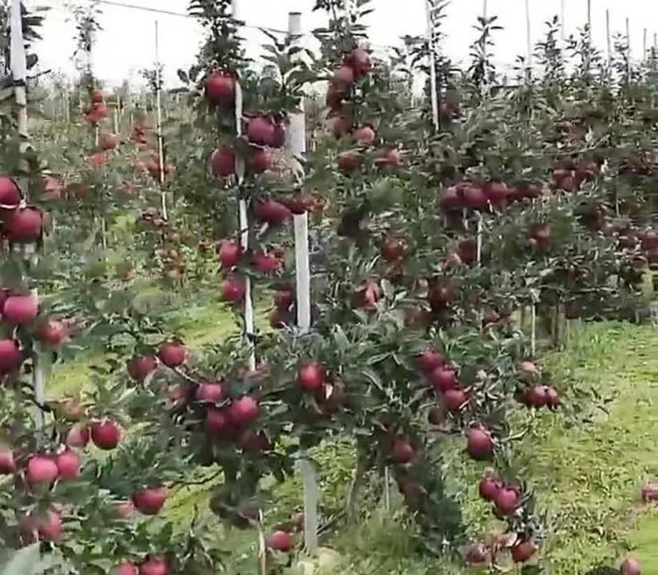 پیام آذری