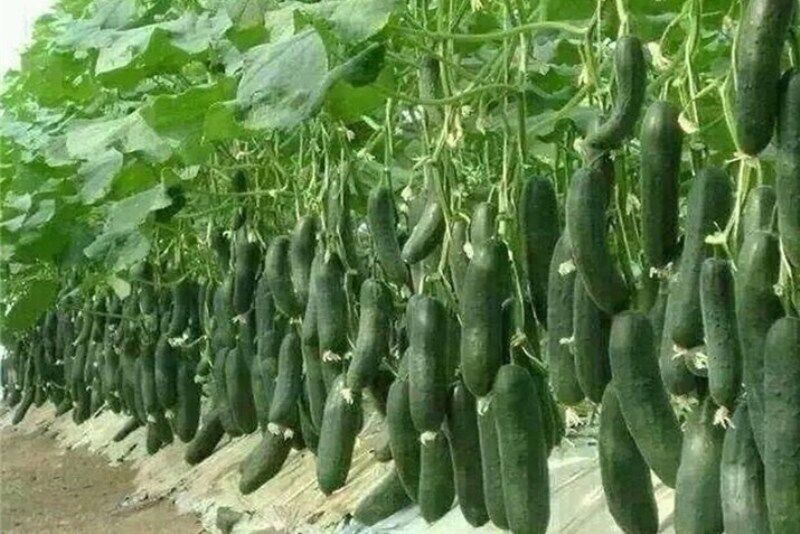 بررسی الزامات صدور شناسنامه برای محصولات گلخانه‌ای در آذربایجان غربی