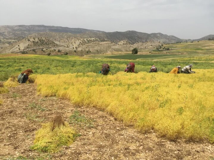 افزایش ۱۳۰ درصدی برداشت عدس در آذربایجان غربی