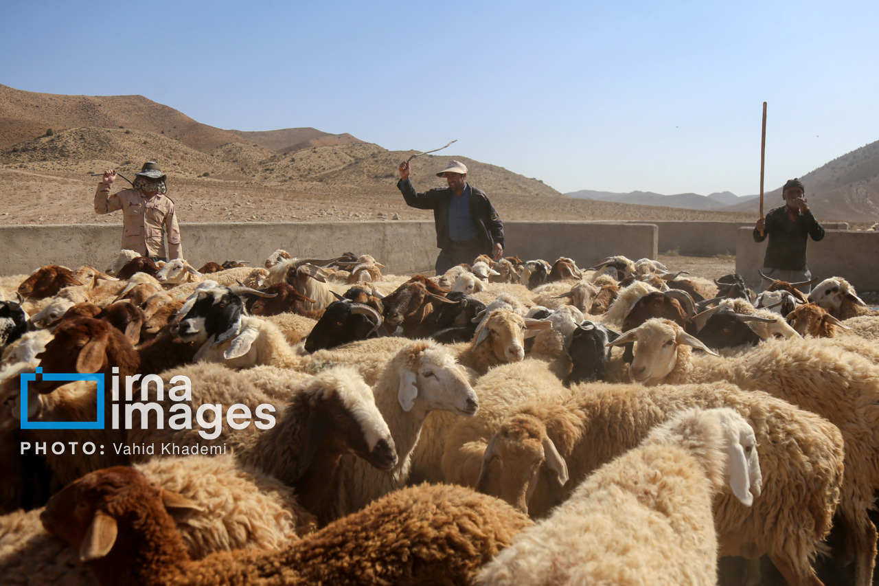 واسطه از خرید و فروش دام عشایر اردبیل حذف شد