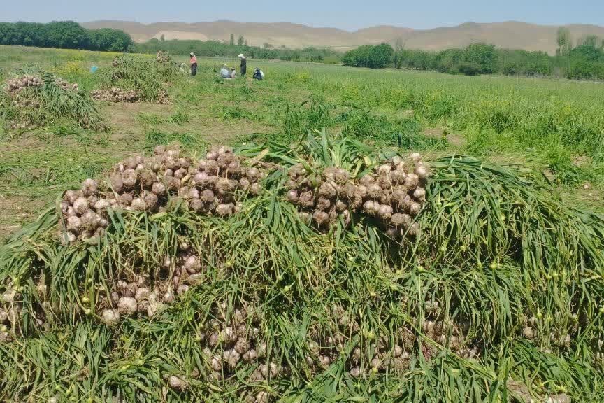 تولید ۱۸ هزار تن سیر در آذربایجان شرقی