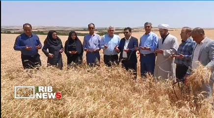 جشن شکرانه برداشت گندم در مراغه