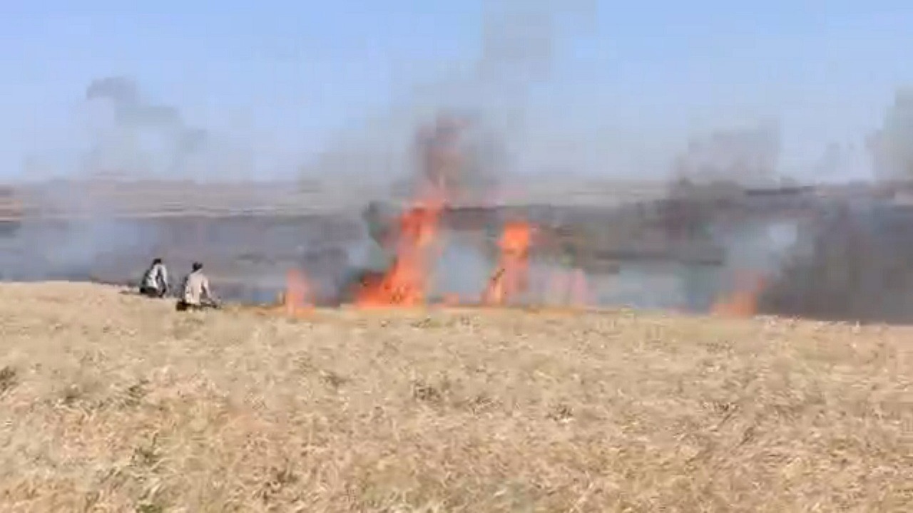 مهار آتش‌سوزی مزرعه گندم در مراغه