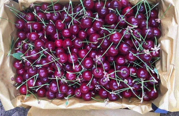 خرید توافقی بیش از ۳۵۰ تن آلبالو از باغداران آذربایجان غربی در شبکه تعاون روستایی