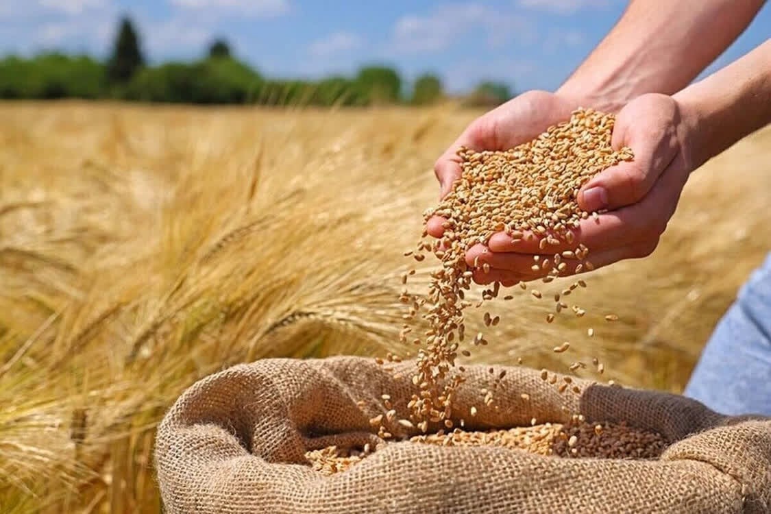 خرید گندم از کشاورزان آذربایجان شرقی از مرز ۲۰۷ هزار تن گذشت