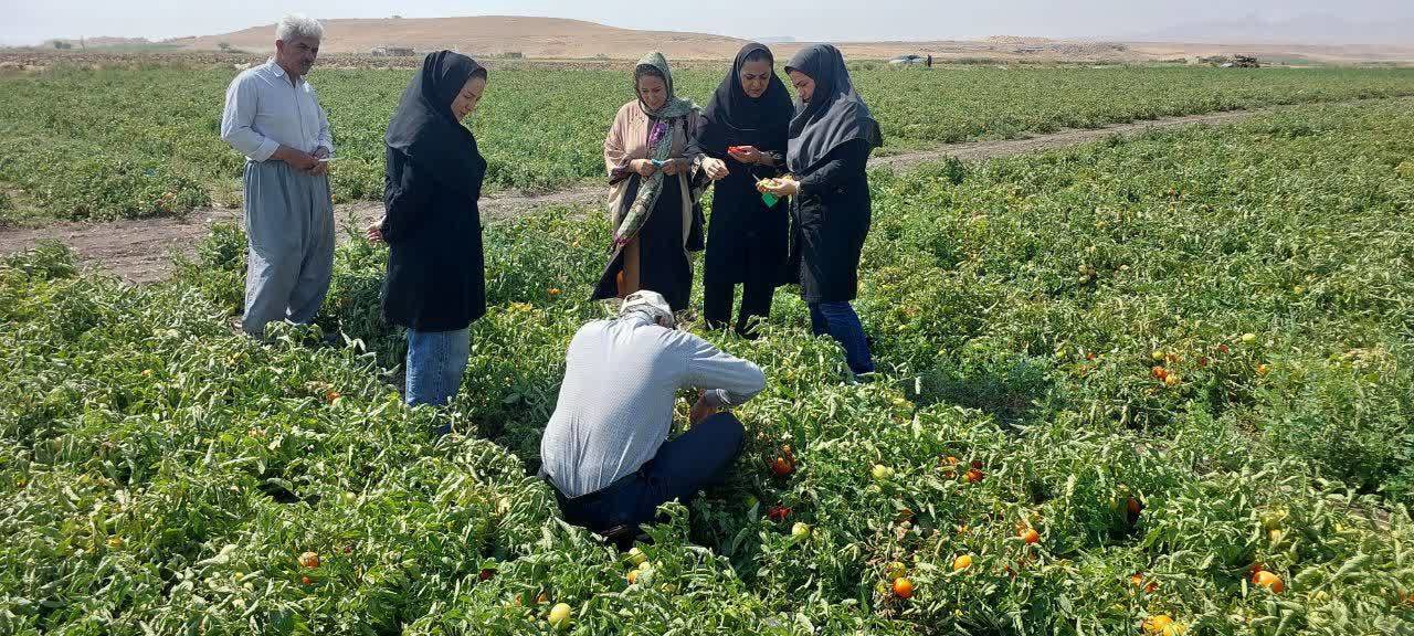 مبارزه بیولوژیک با آفات در مزارع گوجه فرنگی میاندوآب