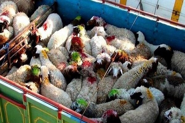 ناکامی قاچاقچیان در خروج ۲۷۱ رأس احشام قاچاق از مرزهای آذربایجان‌ غربی