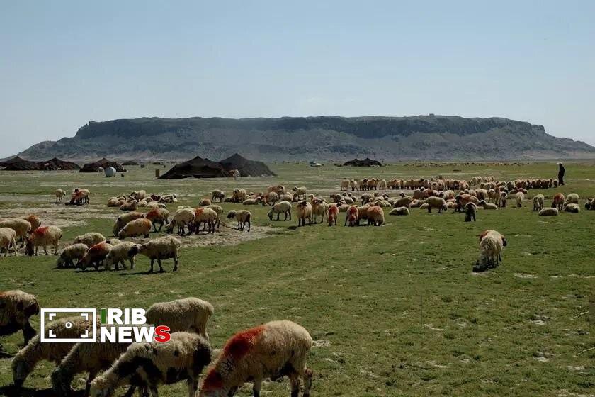پیام آذری