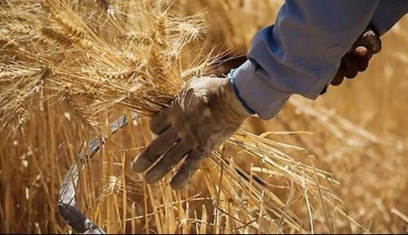 پرداخت ۷۰۰۰ میلیارد تومان از مطالبات گندم‌کاران اردبیل