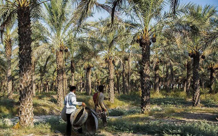 گچساران به استقبال خرمای مجول رفت؛ کشت در ۱۵۰۰ هکتار از نخلستان بلیسک | آخرین خبر