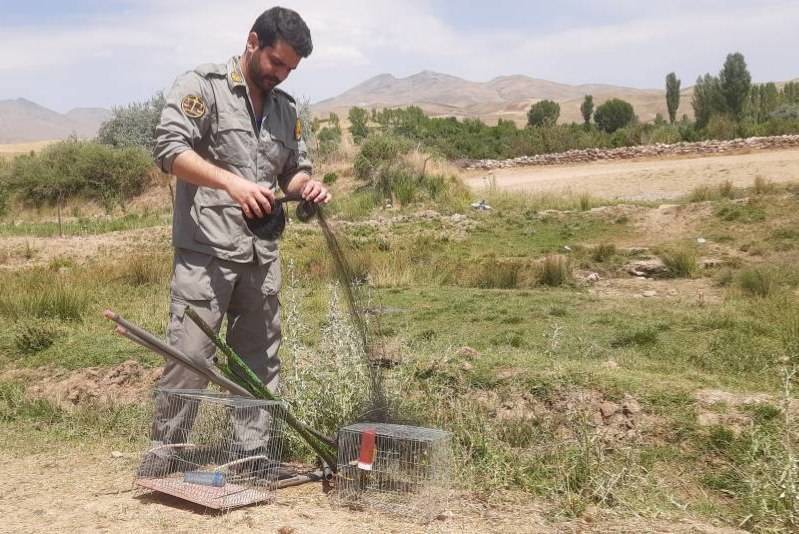 دستگیری زنده‌گیر سهره طلایی در شهرستان تکاب