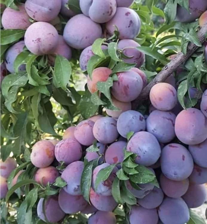آغاز برداشت ۵۰ هزار تن آلو در آذربایجان‌غربی