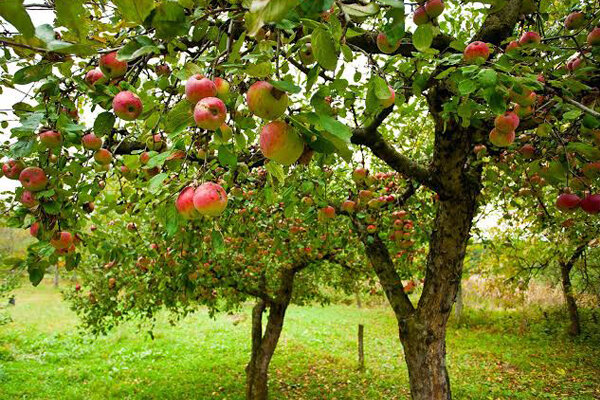 پیام آذری