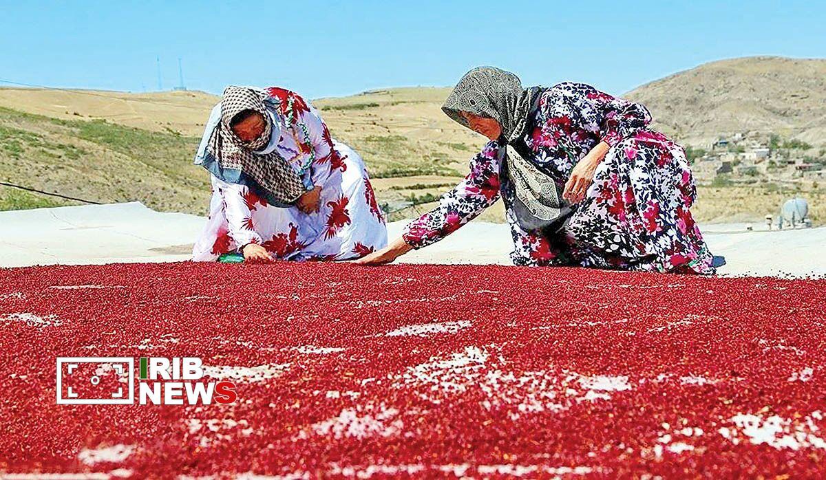 سماق هوراند در آستانه ثبت ملی جغرافیایی محصول