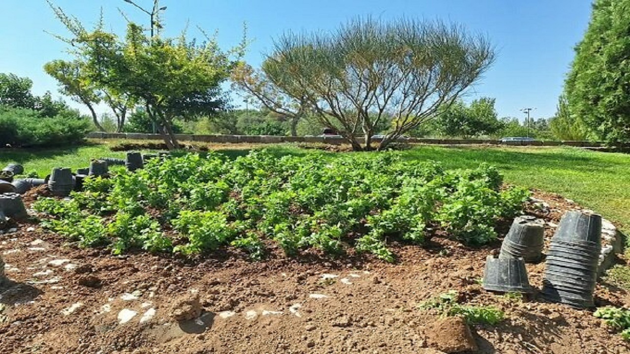 پیام آذری