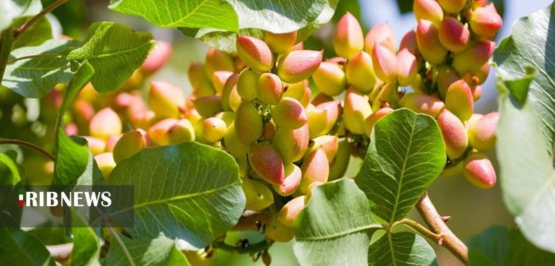 پیام آذری