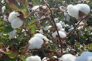 پنبه گلستان در پیچ زنجیره ارزش؛ سود اصلی در پوشاک است