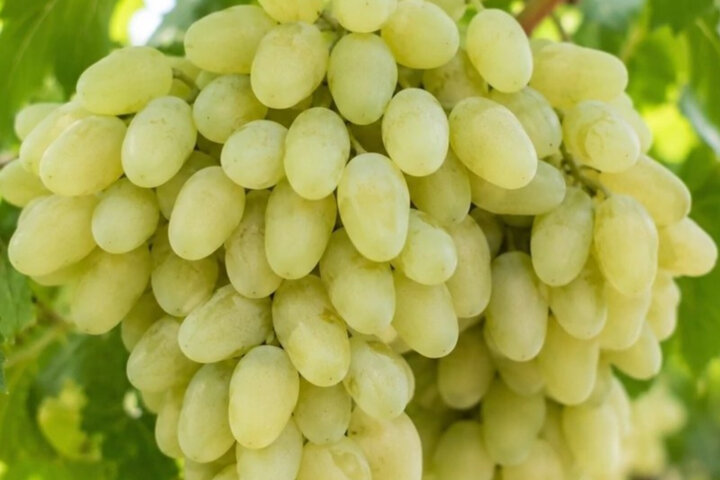 پیام آذری