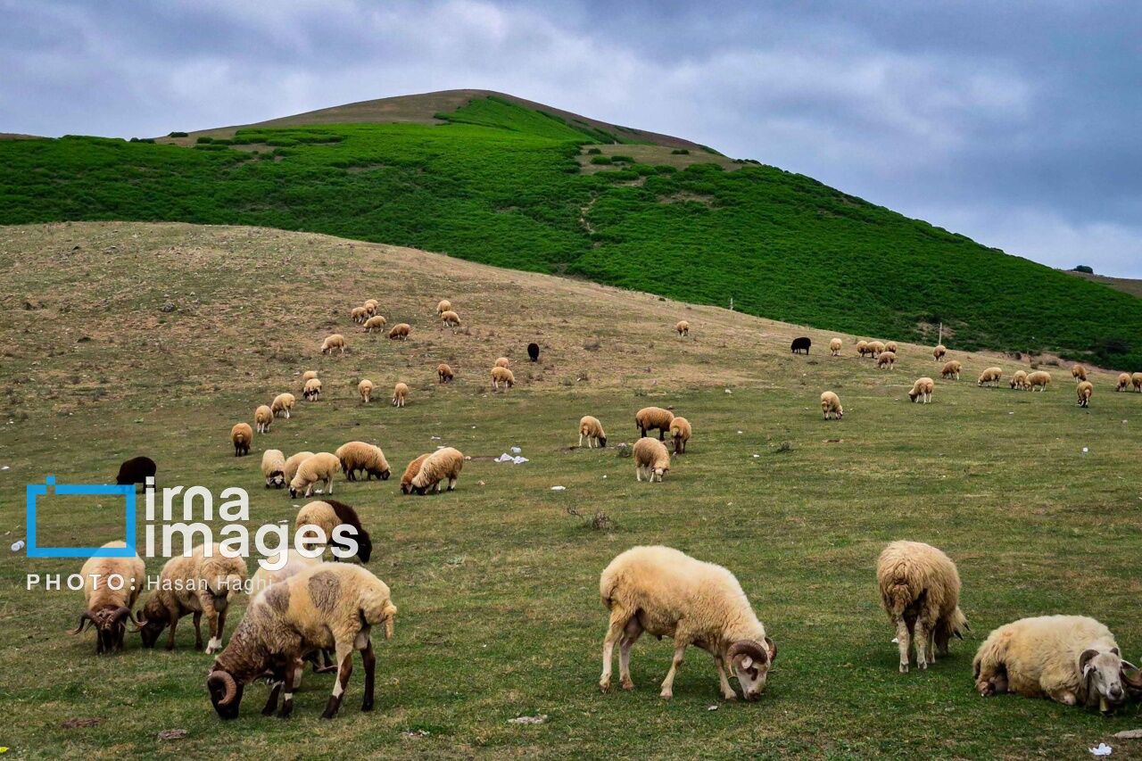 دمای هوا در گیلان افزایش می‌یابد
