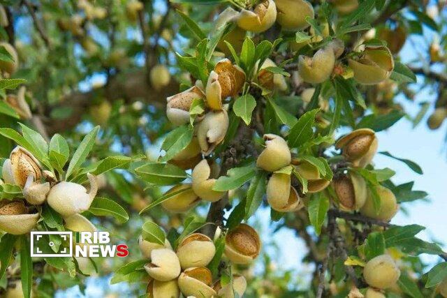 پیش‌بینی برداشت ۱۴ هزار تُن بادام در آذربایجان شرقی