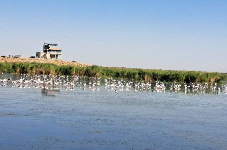 پیام آذری