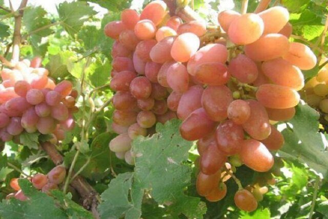 پیش‌بینی تولید ۳۴۰ هزار تن انگور در آذربایجان شرقی