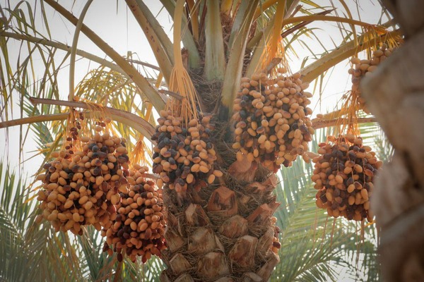 پایان محدودیت صادراتی برای طلای سیاه بوشهر