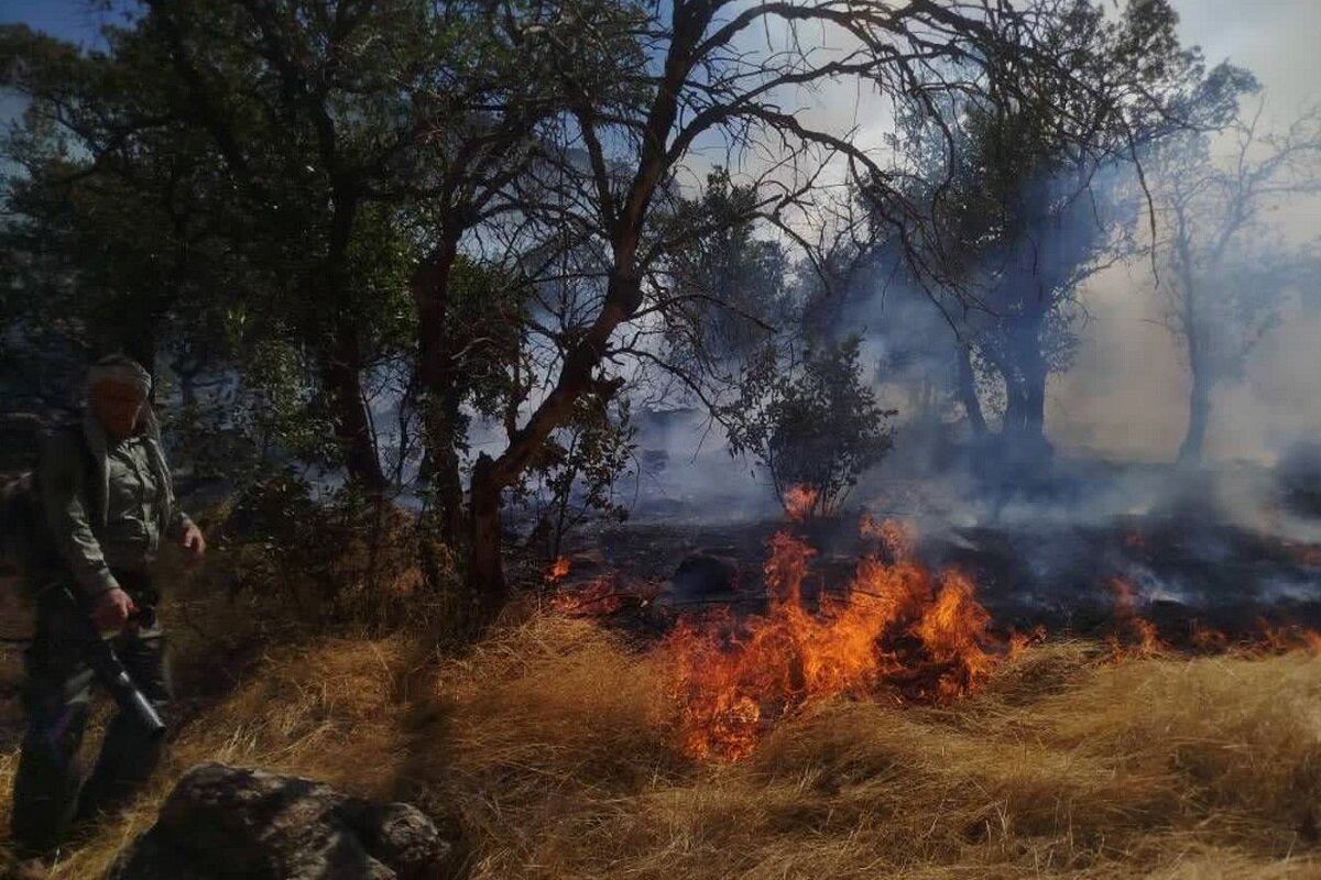 آتش‌ سوزی در منطقه جنگلی شیوآشان سردشت مهار شد