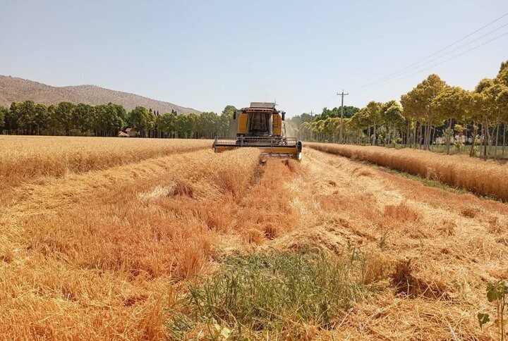 خرید تضمینی بیش از ۴۷۲ هزار تن گندم از کشاورزان آذربایجان‌غربی