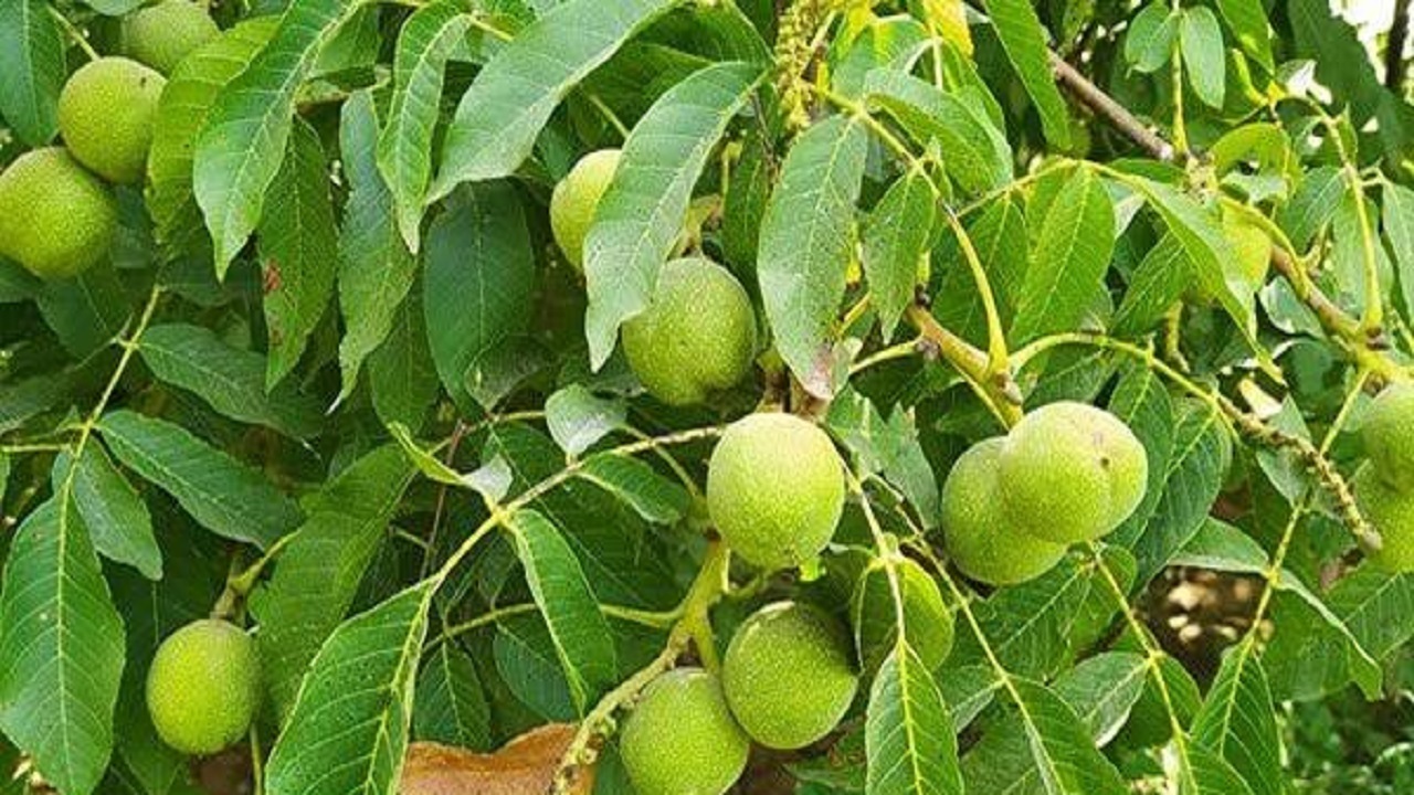 پیام آذری