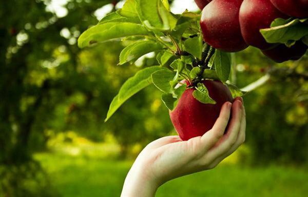 برداشت بیش از ۶۵ هزار تن سیب درختی در میاندوآب