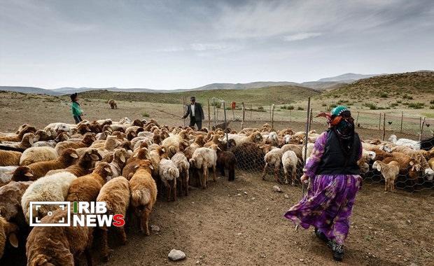 سهم ۲۵ درصدی عشایر از تولید گوشت قرمز کشور